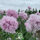 Poppy, Lilac Pompon (Papaver somniferum) - 100 Seeds - Southern Seed Exchange