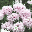 Poppy, Lilac Pompon (Papaver somniferum) - 100 Seeds - Southern Seed Exchange