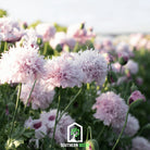 Poppy, Lilac Pompon (Papaver somniferum) - 100 Seeds - Southern Seed Exchange