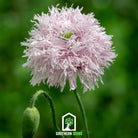 Poppy, Lilac Pompon (Papaver somniferum) - 100 Seeds - Southern Seed Exchange