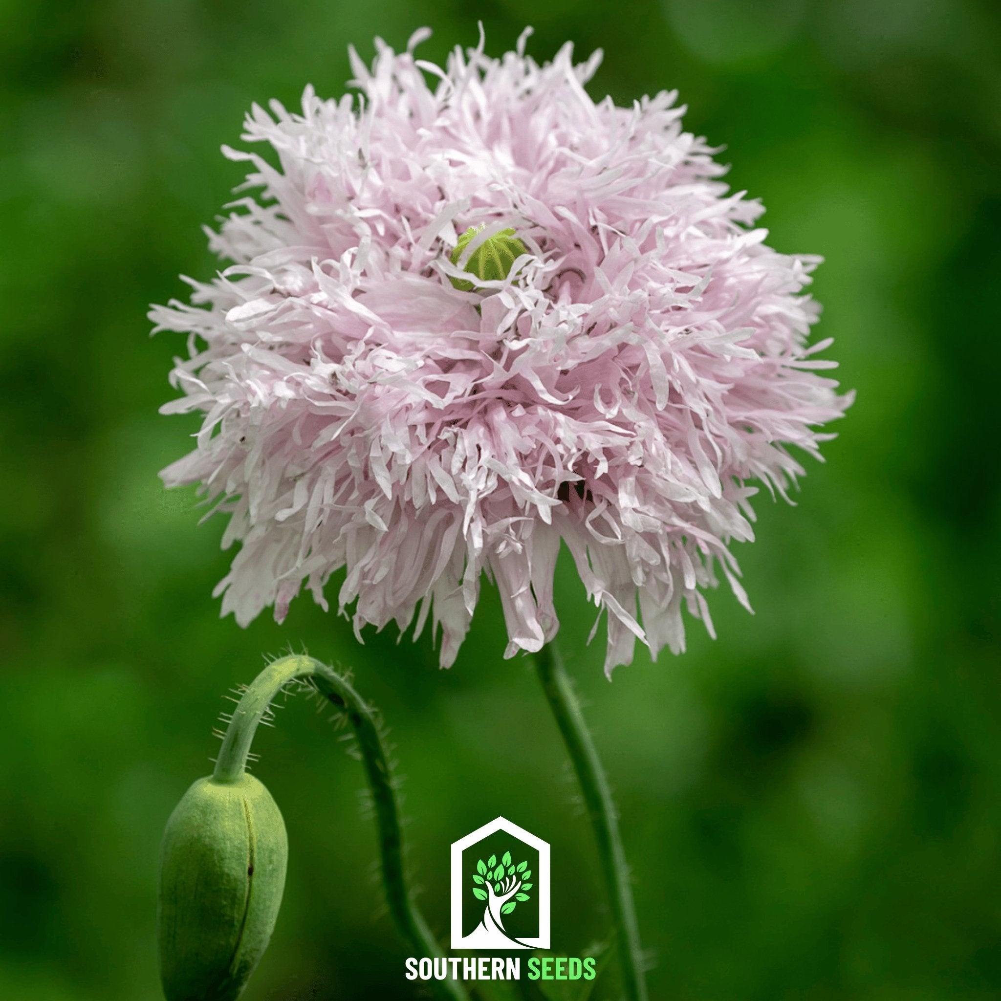 Poppy, Lilac Pompon (Papaver somniferum) - 100 Seeds - Southern Seed Exchange