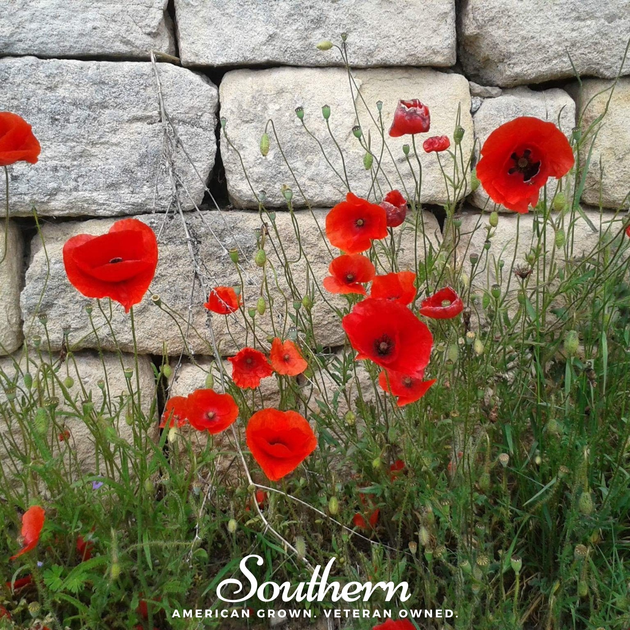 Poppy, Red (Papaver rhoeas) - 100 Seeds - Southern Seed Exchange