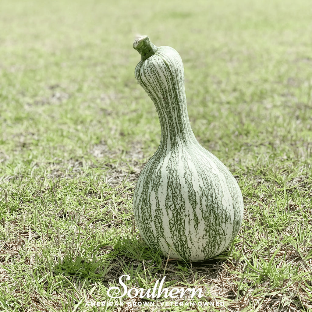 Pumpkin, Cushaw Green Striped (Cucurbita pepo) - 25 Seeds - Southern Seed Exchange