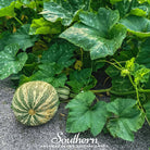 Pumpkin, Cushaw Green Striped (Cucurbita pepo) - 25 Seeds - Southern Seed Exchange