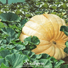 Pumpkin, Dills Atlantic Giant (Cucurbita maxima) - 5 Seeds - Southern Seed Exchange