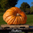 Pumpkin, Dills Atlantic Giant (Cucurbita maxima) - 5 Seeds - Southern Seed Exchange