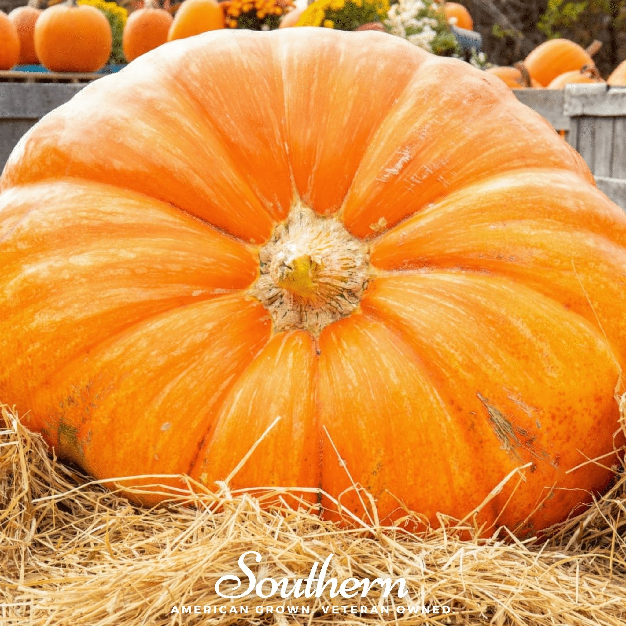 Pumpkin, Dills Atlantic Giant (Cucurbita maxima) - 5 Seeds - Southern Seed Exchange