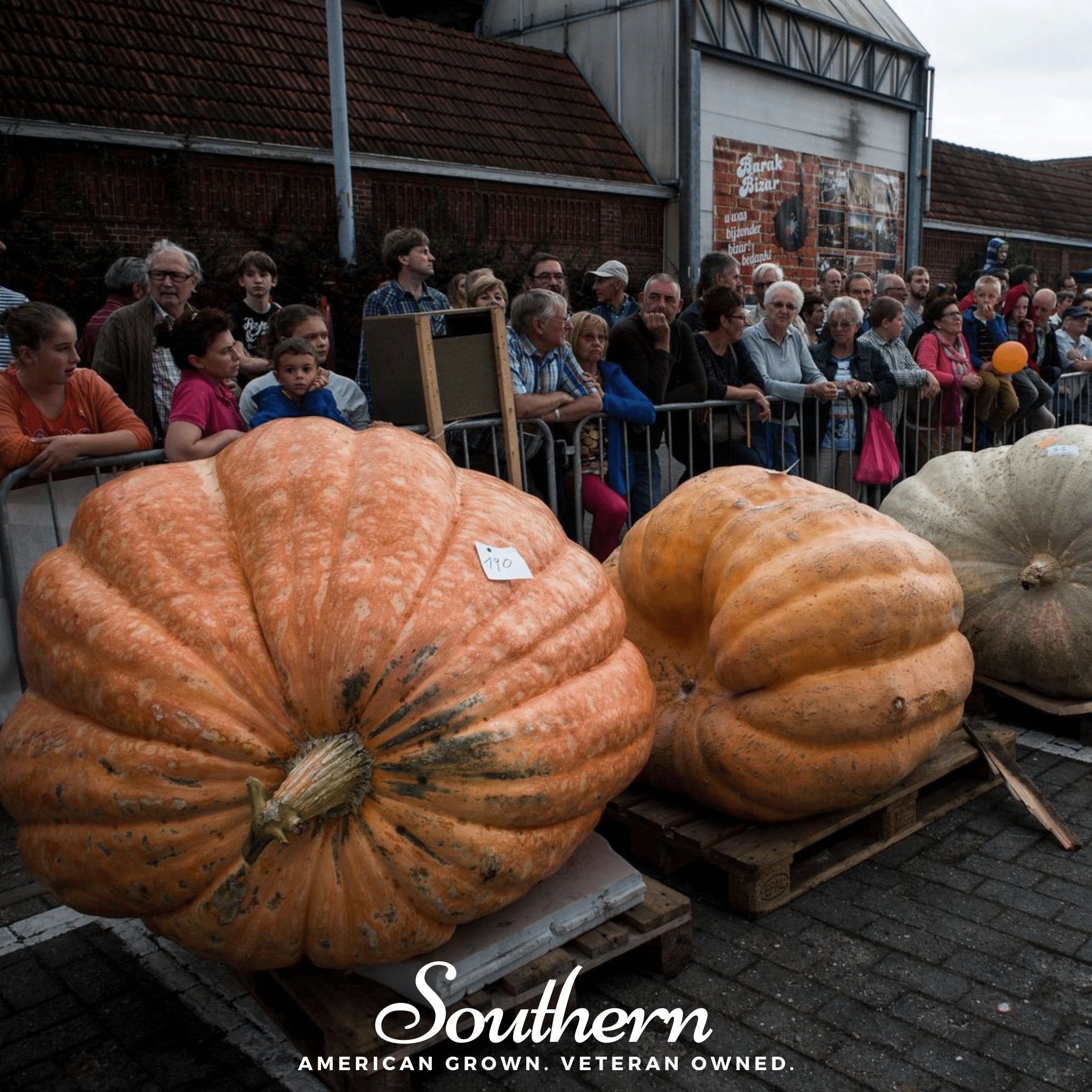 Pumpkin, Dills Atlantic Giant (Cucurbita maxima) - 5 Seeds - Southern Seed Exchange