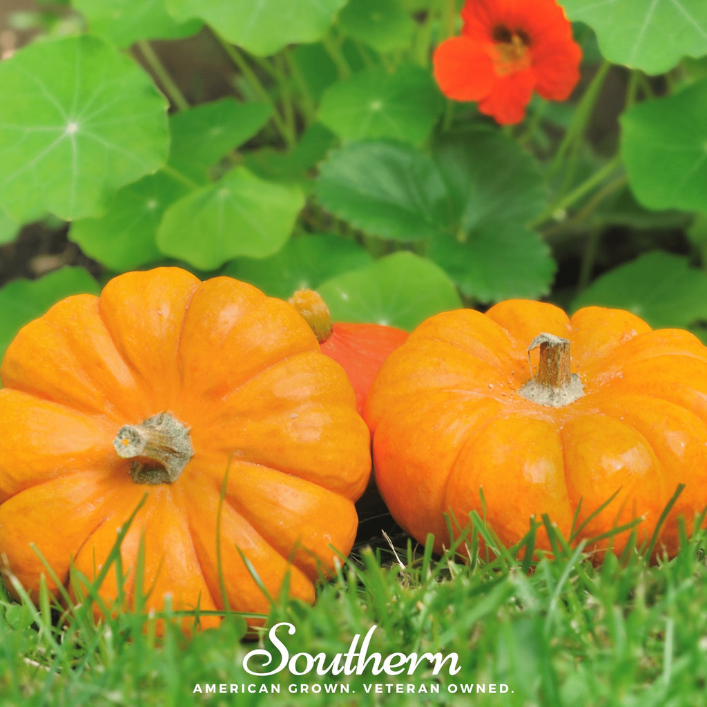 Pumpkin, Jack Be Little (Cucurbita pepo) - 25 Seeds - Southern Seed Exchange