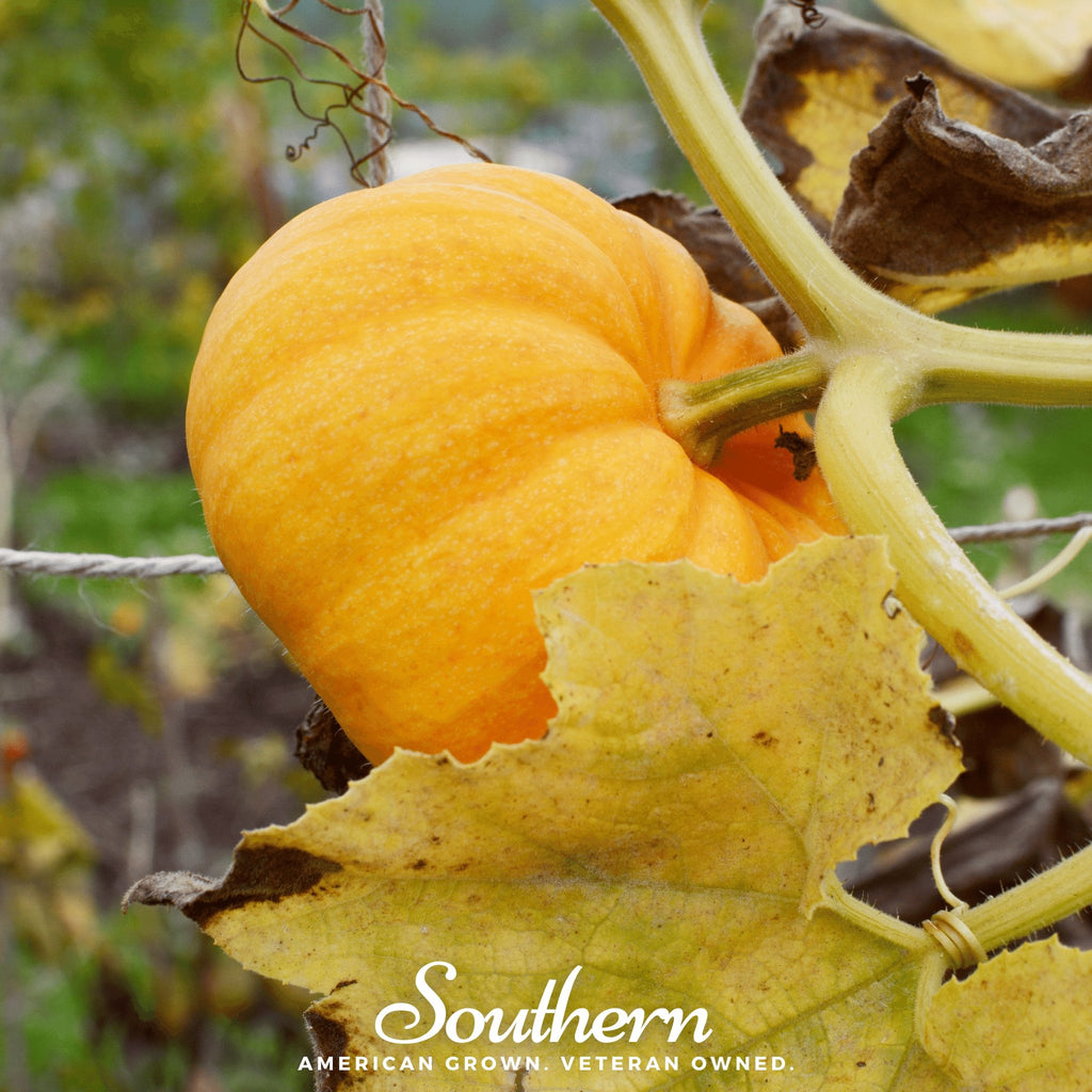 Pumpkin, Jack Be Little (Cucurbita pepo) - 25 Seeds - Southern Seed Exchange