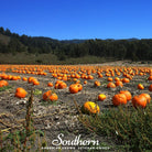 Pumpkin, Jack O Lantern (Cucurbita pepo) - 20 Seeds - Southern Seed Exchange