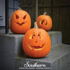 Pumpkin, Jack O Lantern (Cucurbita pepo) - 20 Seeds - Southern Seed Exchange