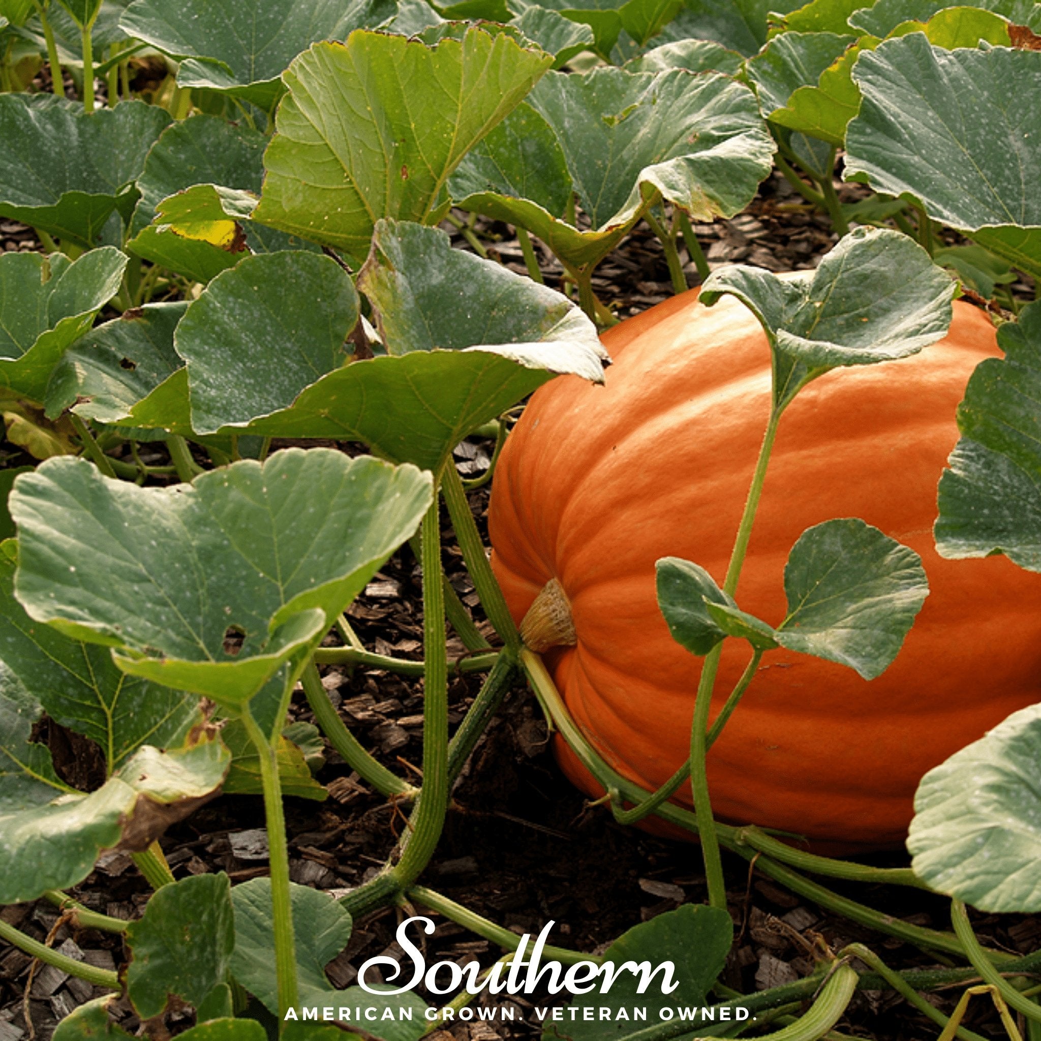 Pumpkin, Jack O Lantern (Cucurbita pepo) - 20 Seeds - Southern Seed Exchange