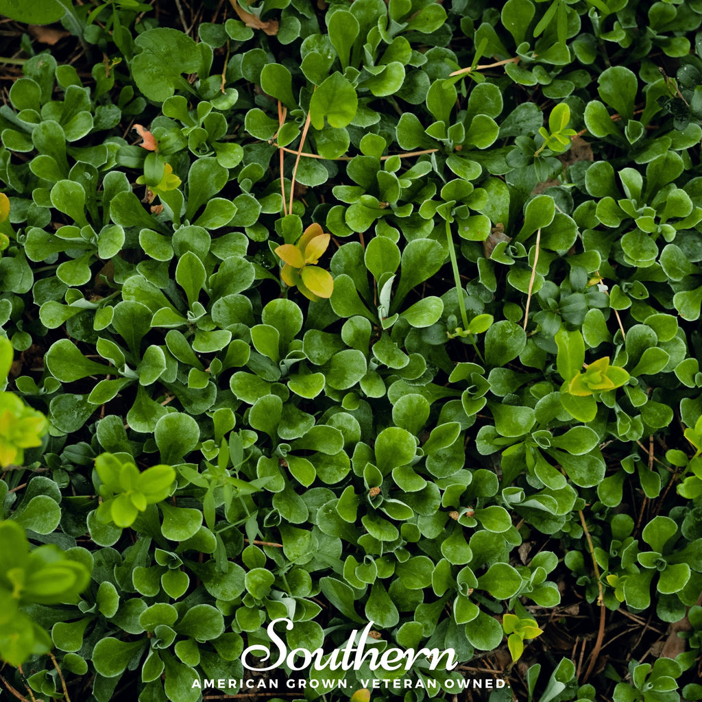 Purslane, Green (Portulaca Oleracea Sativa) - 100 Seeds - Southern Seed Exchange