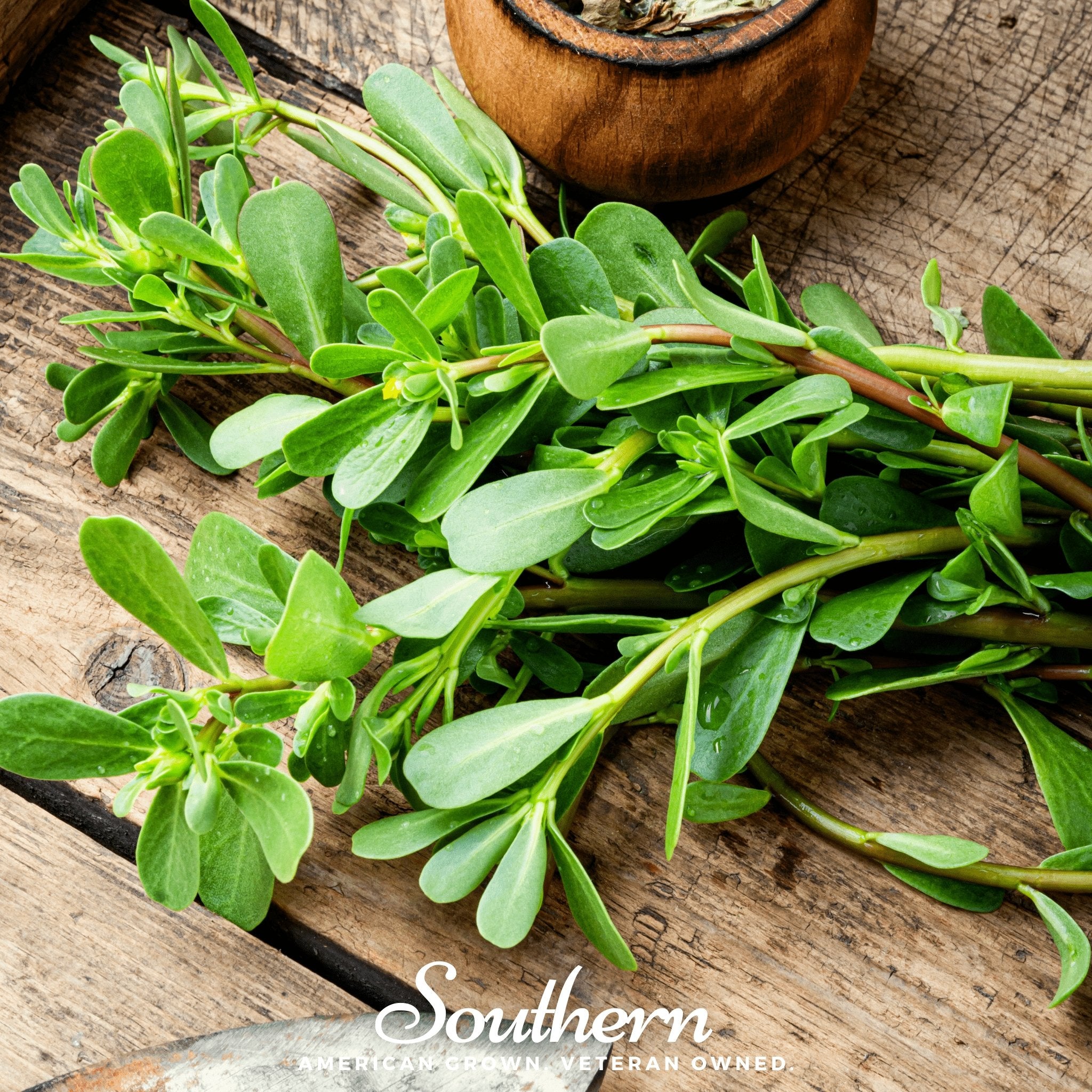 Purslane, Green (Portulaca Oleracea Sativa) - 100 Seeds - Southern Seed Exchange