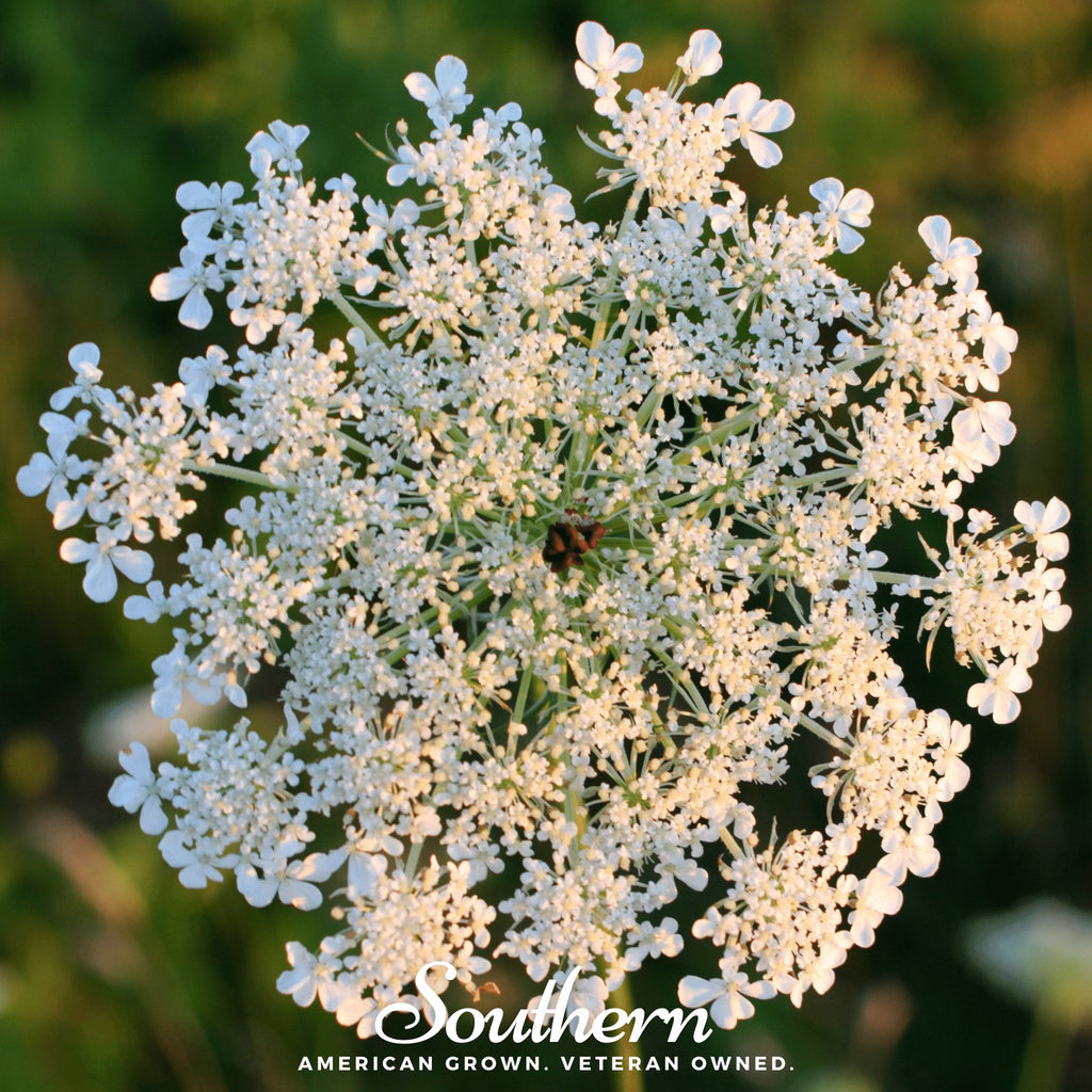 Queen Anne's Lace (Daucus carota) - 100 Seeds - Southern Seed Exchange