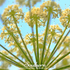 Queen Anne's Lace (Daucus carota) - 100 Seeds - Southern Seed Exchange