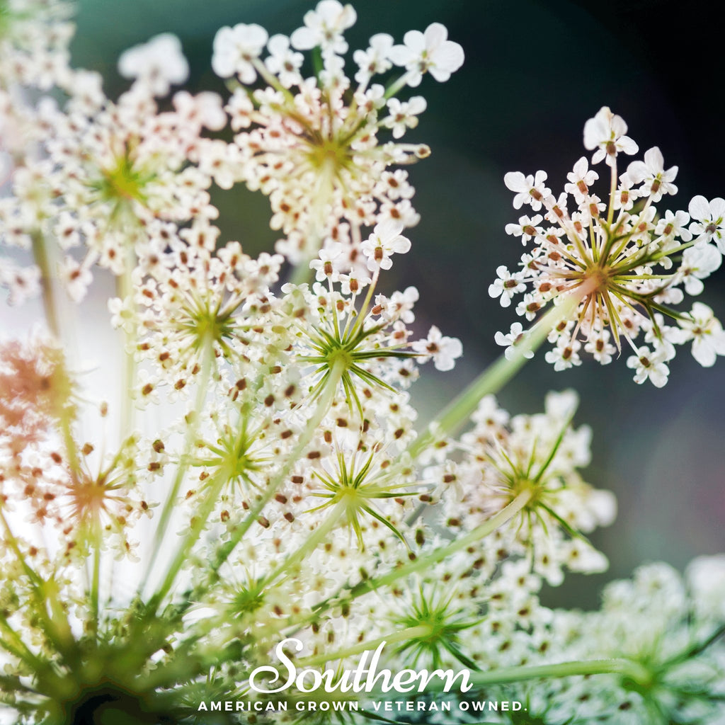 Queen Anne's Lace (Daucus carota) - 100 Seeds - Southern Seed Exchange