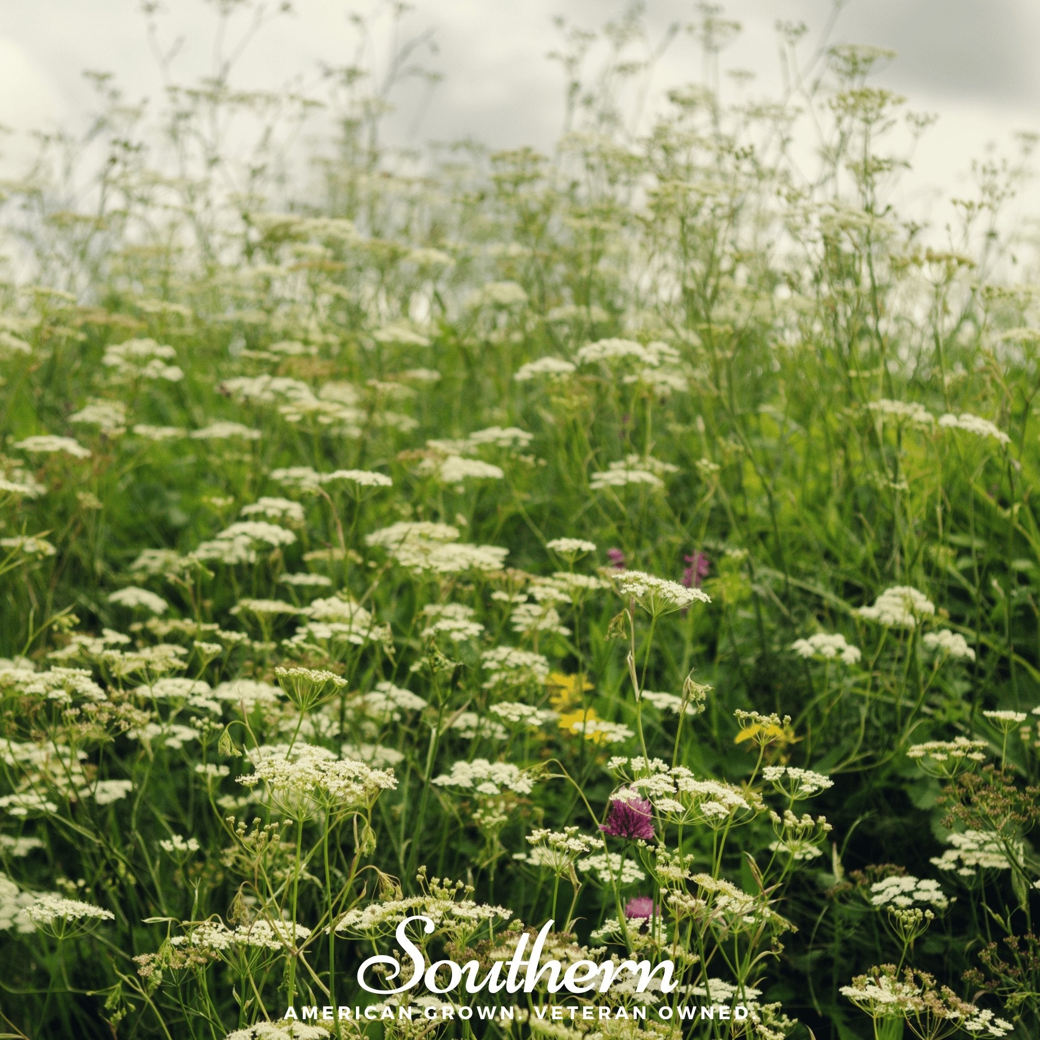 Queen Anne's Lace (Daucus carota) - 100 Seeds - Southern Seed Exchange