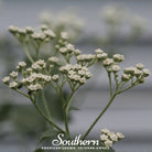 Quinine, Wild (Parthenium integrifolium) - 50 Seeds - Southern Seed Exchange