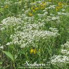 Quinine, Wild (Parthenium integrifolium) - 50 Seeds - Southern Seed Exchange