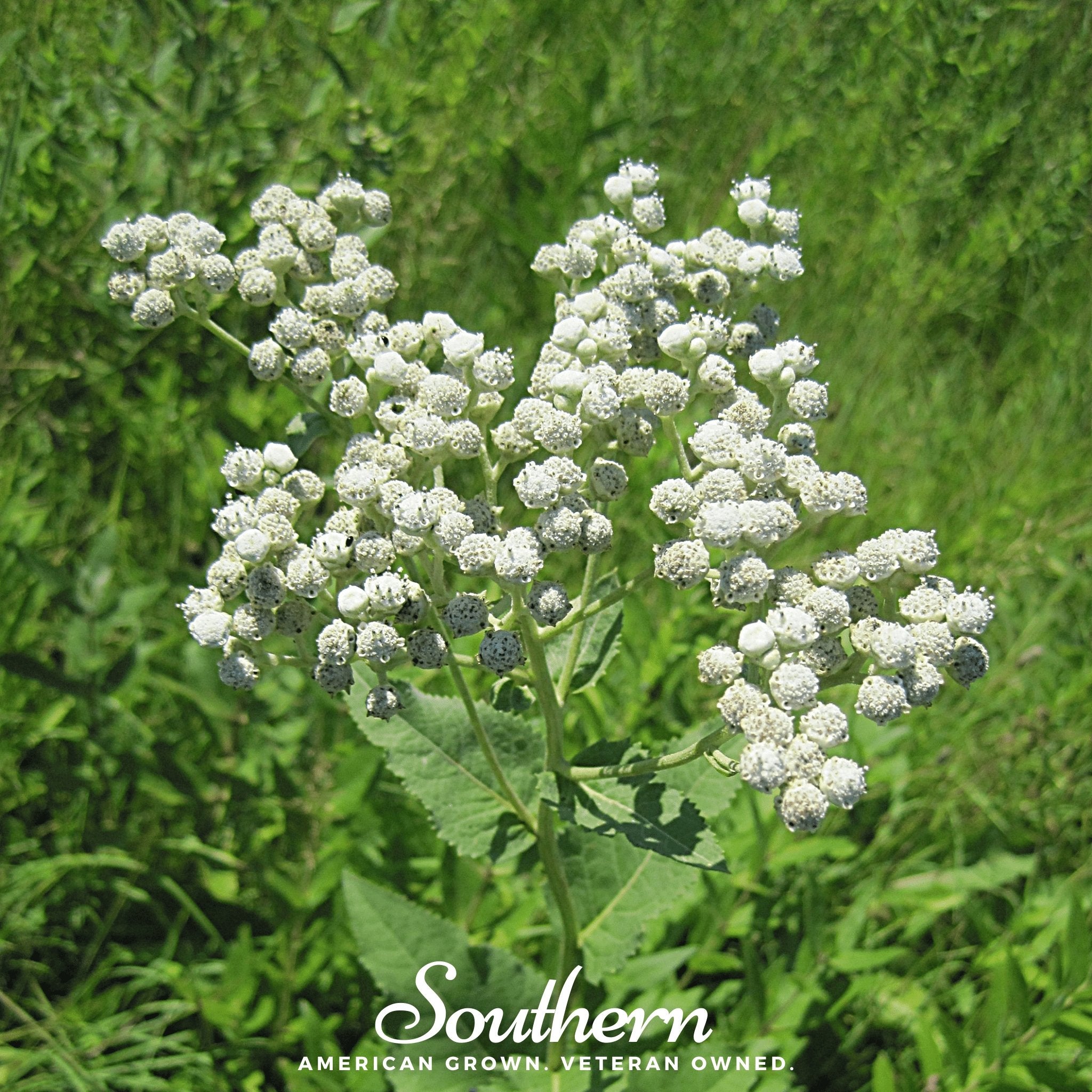 Quinine, Wild (Parthenium integrifolium) - 50 Seeds - Southern Seed Exchange