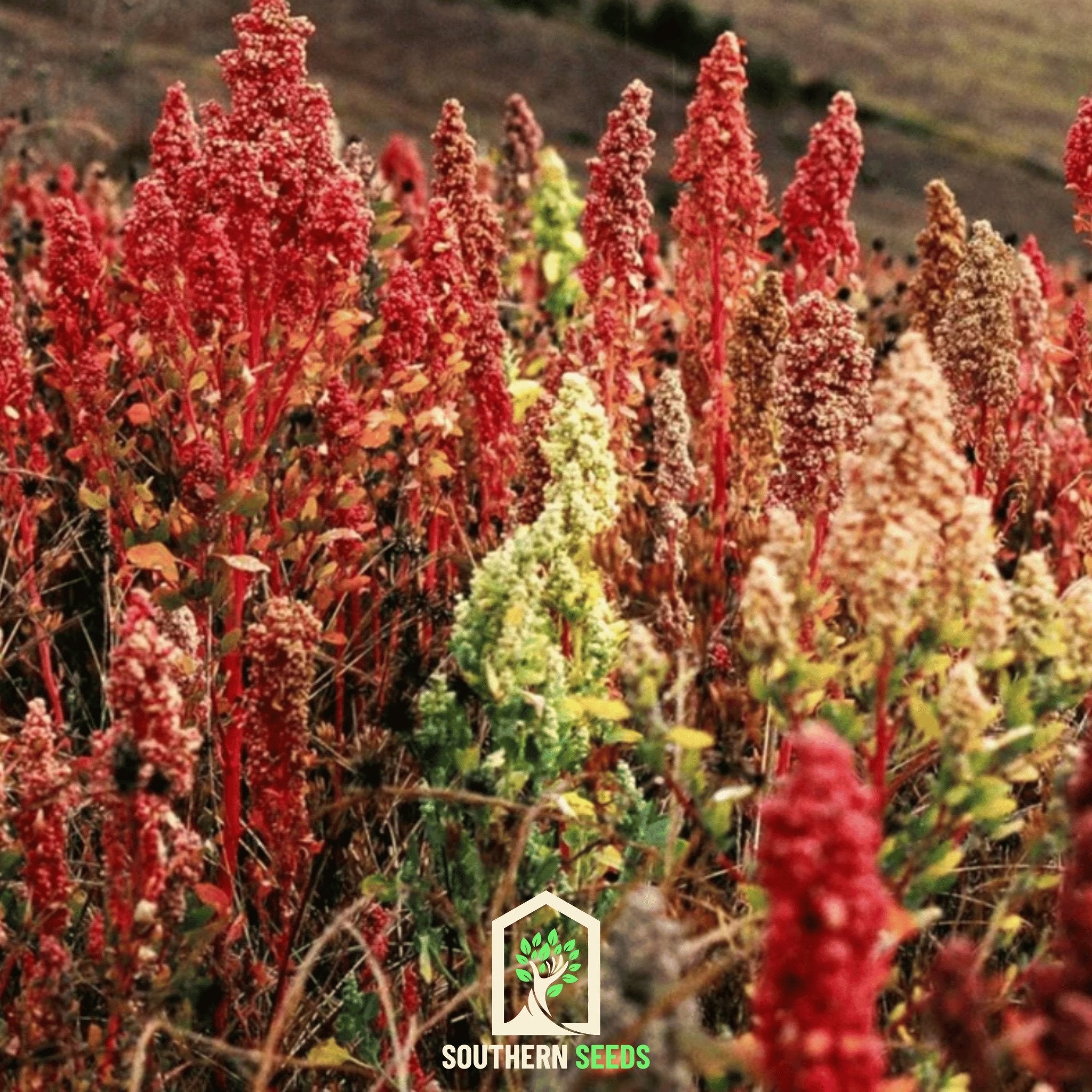 Quinoa, Brightest Brilliant Rainbow (Chenopodium quinoa) - 250 Seeds - Southern Seed Exchange