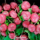 Radish, Cherry Belle (Raphanus sativus) - 100 Seeds - Southern Seed Exchange