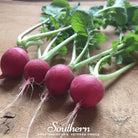 Radish, Cherry Belle (Raphanus sativus) - 100 Seeds - Southern Seed Exchange