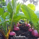 Radish, Cherry Belle (Raphanus sativus) - 100 Seeds - Southern Seed Exchange