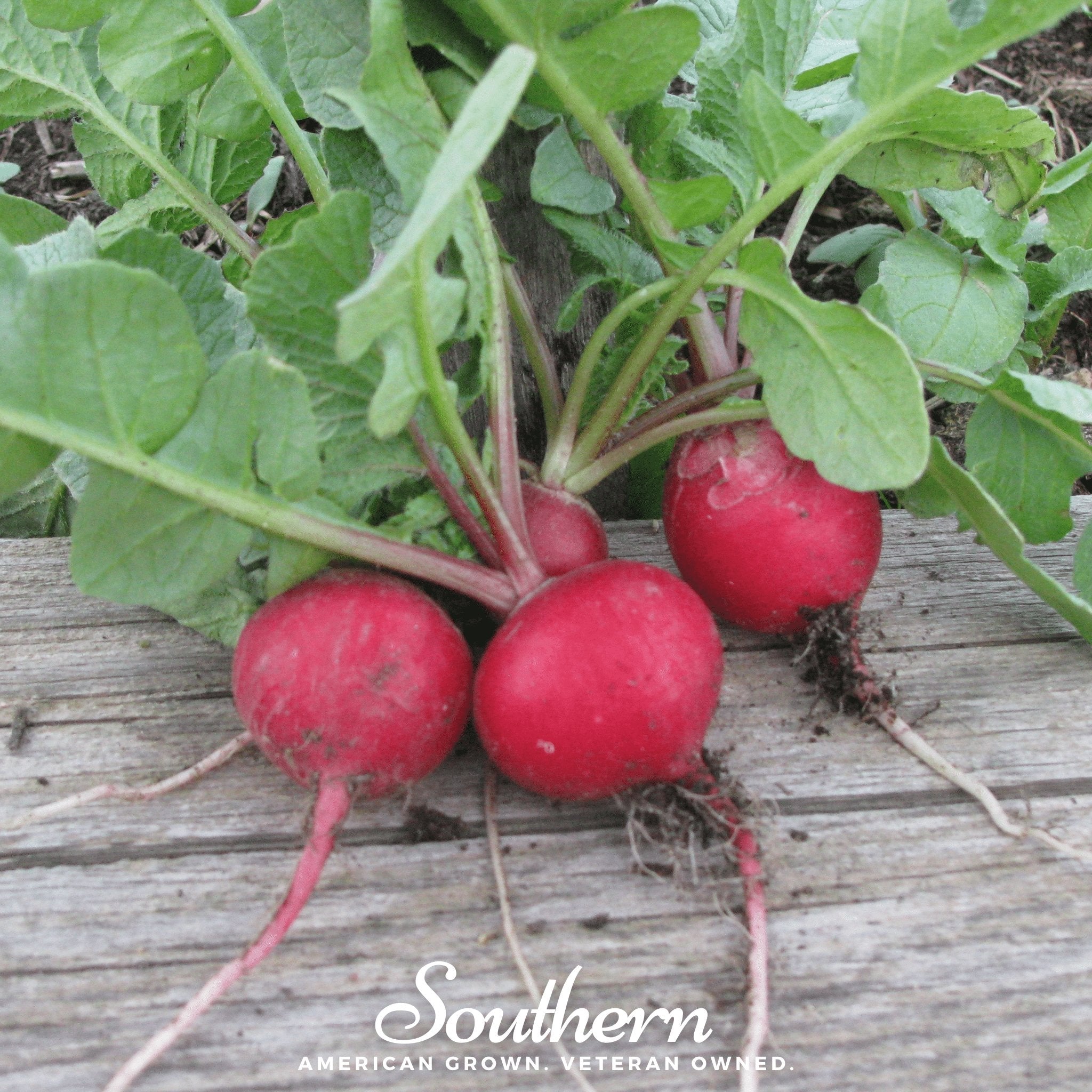 Radish, Cherry Belle (Raphanus sativus) - 100 Seeds - Southern Seed Exchange