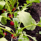 Radish, Crimson Giant (Raphanus sativus) - 100 Seeds - Southern Seed Exchange