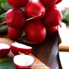 Radish, Crimson Giant (Raphanus sativus) - 100 Seeds - Southern Seed Exchange