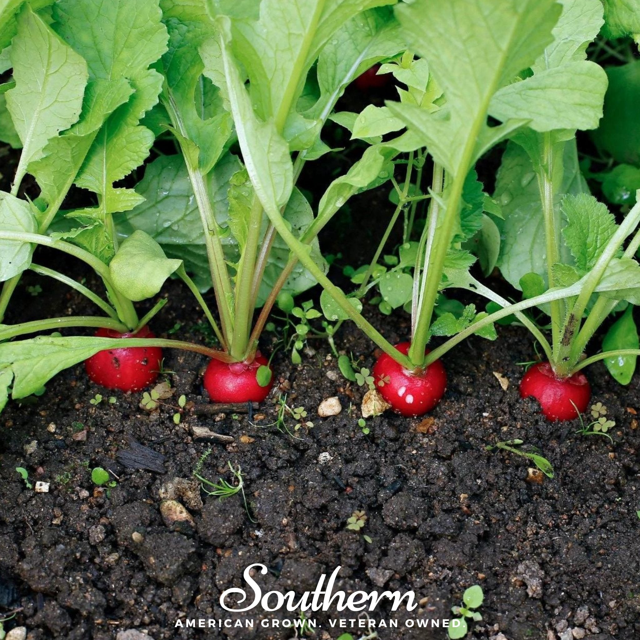 Radish, Crimson Giant (Raphanus sativus) - 100 Seeds - Southern Seed Exchange