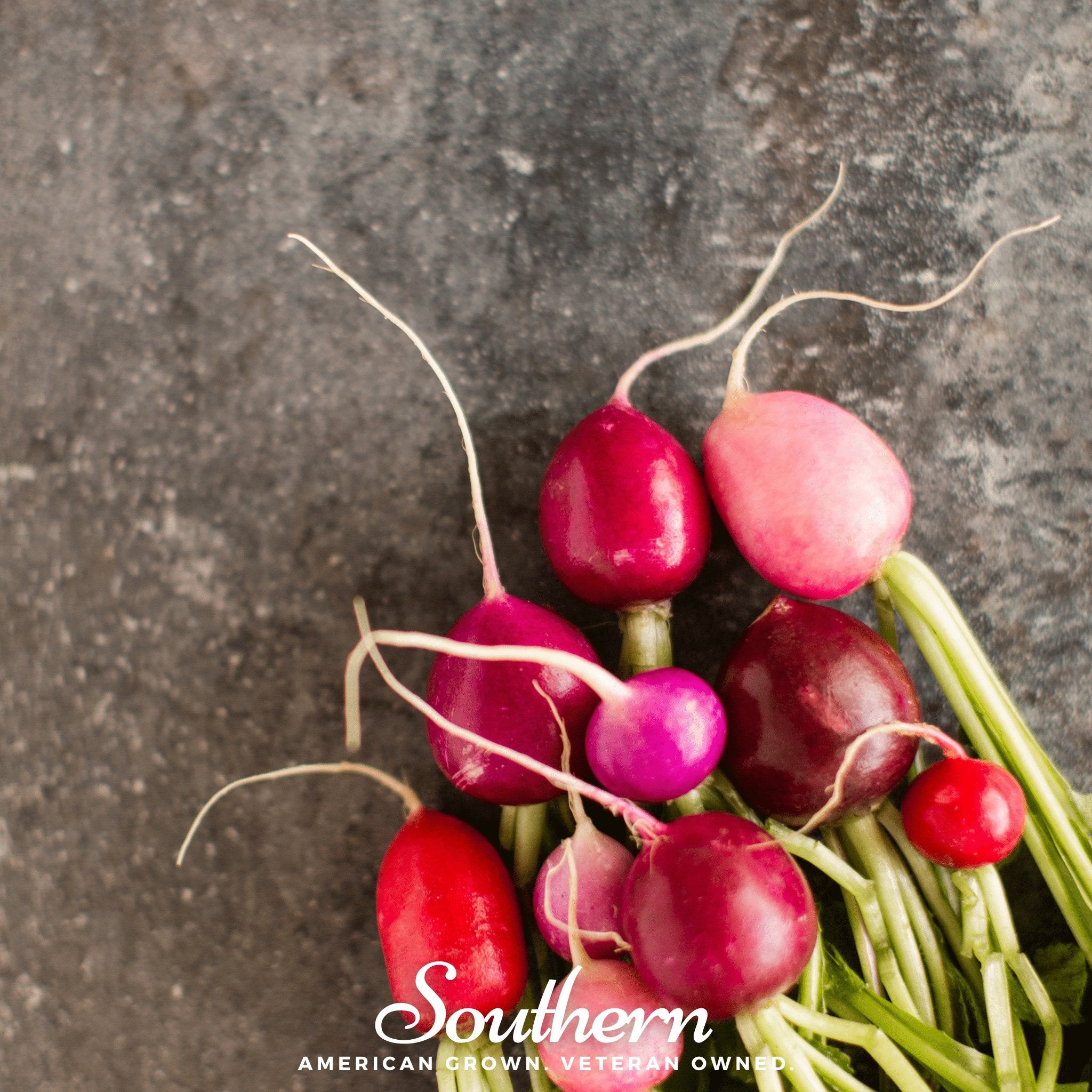 Radish, Easter Egg (Raphanus sativus) - 250 Seeds - Southern Seed Exchange