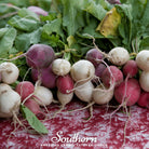 Radish, Easter Egg (Raphanus sativus) - 250 Seeds - Southern Seed Exchange