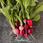 Radish, Easter Egg (Raphanus sativus) - 250 Seeds - Southern Seed Exchange