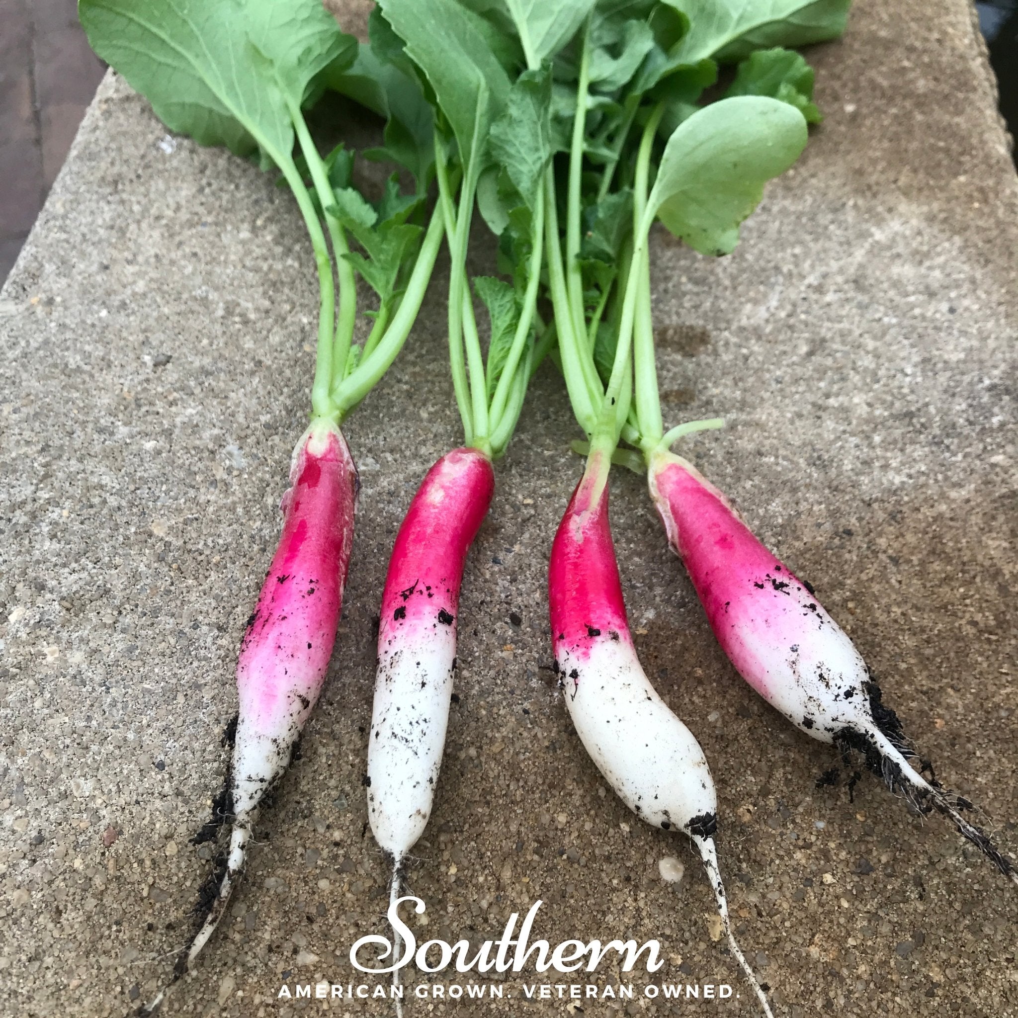 Radish, French Breakfast (Raphanus sativus) - 250 Seeds - Southern Seed Exchange