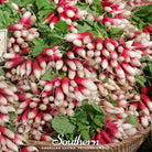 Radish, French Breakfast (Raphanus sativus) - 250 Seeds - Southern Seed Exchange