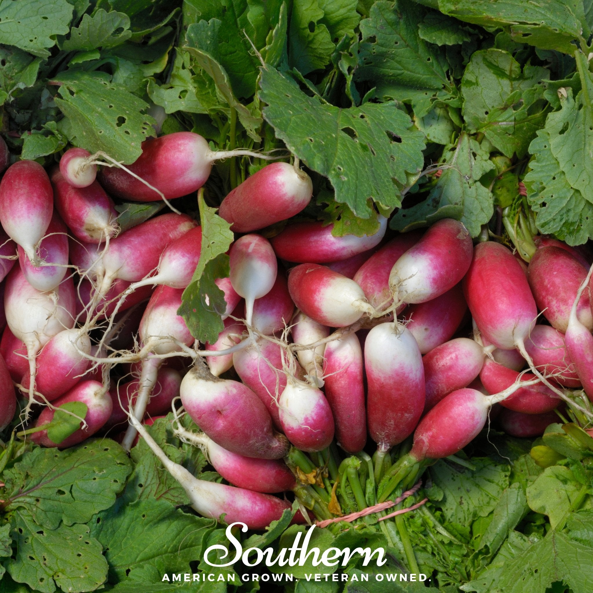 Radish, French Breakfast (Raphanus sativus) - 250 Seeds - Southern Seed Exchange