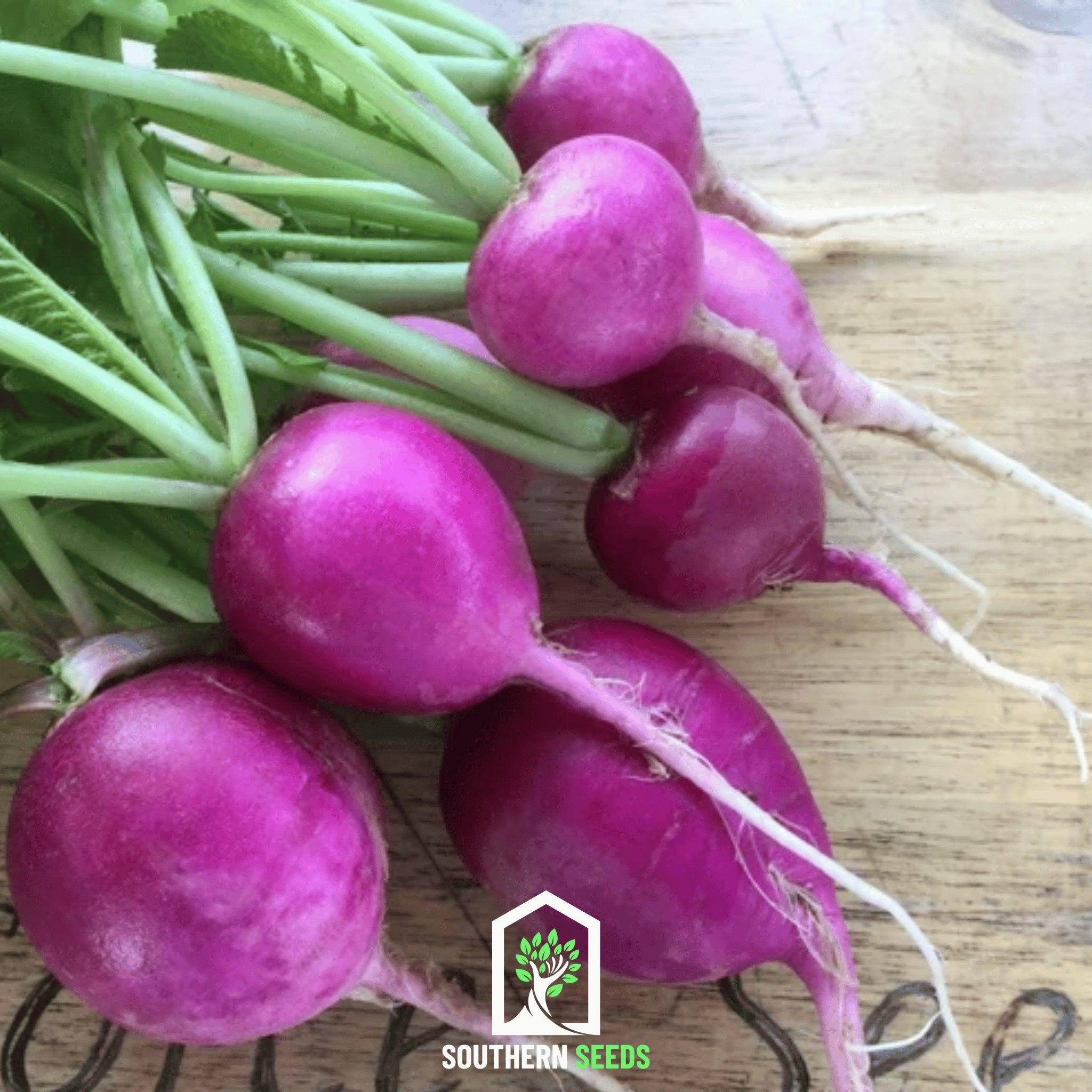 Radish, Purple Plum (Raphanus sativus) - 250 Seeds - Southern Seed Exchange