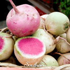 Radish, Watermelon (Raphanus sativus) - 100 Seeds - Southern Seed Exchange