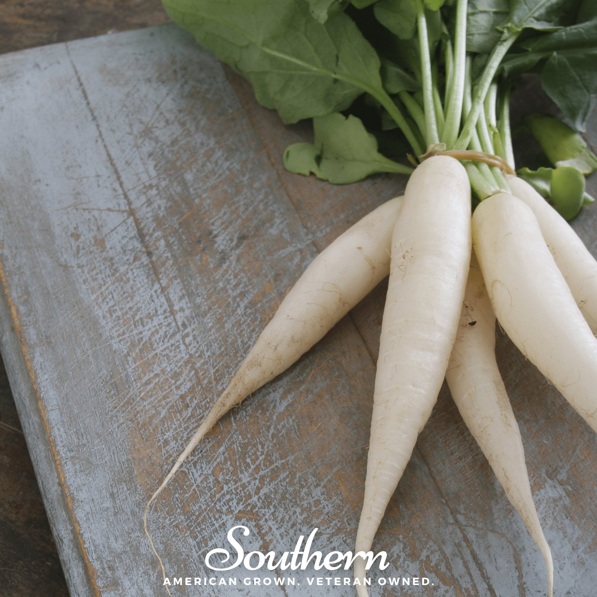 Radish, White Icicle (Raphanus sativus) - 100 Seeds - Southern Seed Exchange