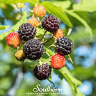 Raspberry, Black (Rubus occidentalis) - 30 Seeds - Southern Seed Exchange