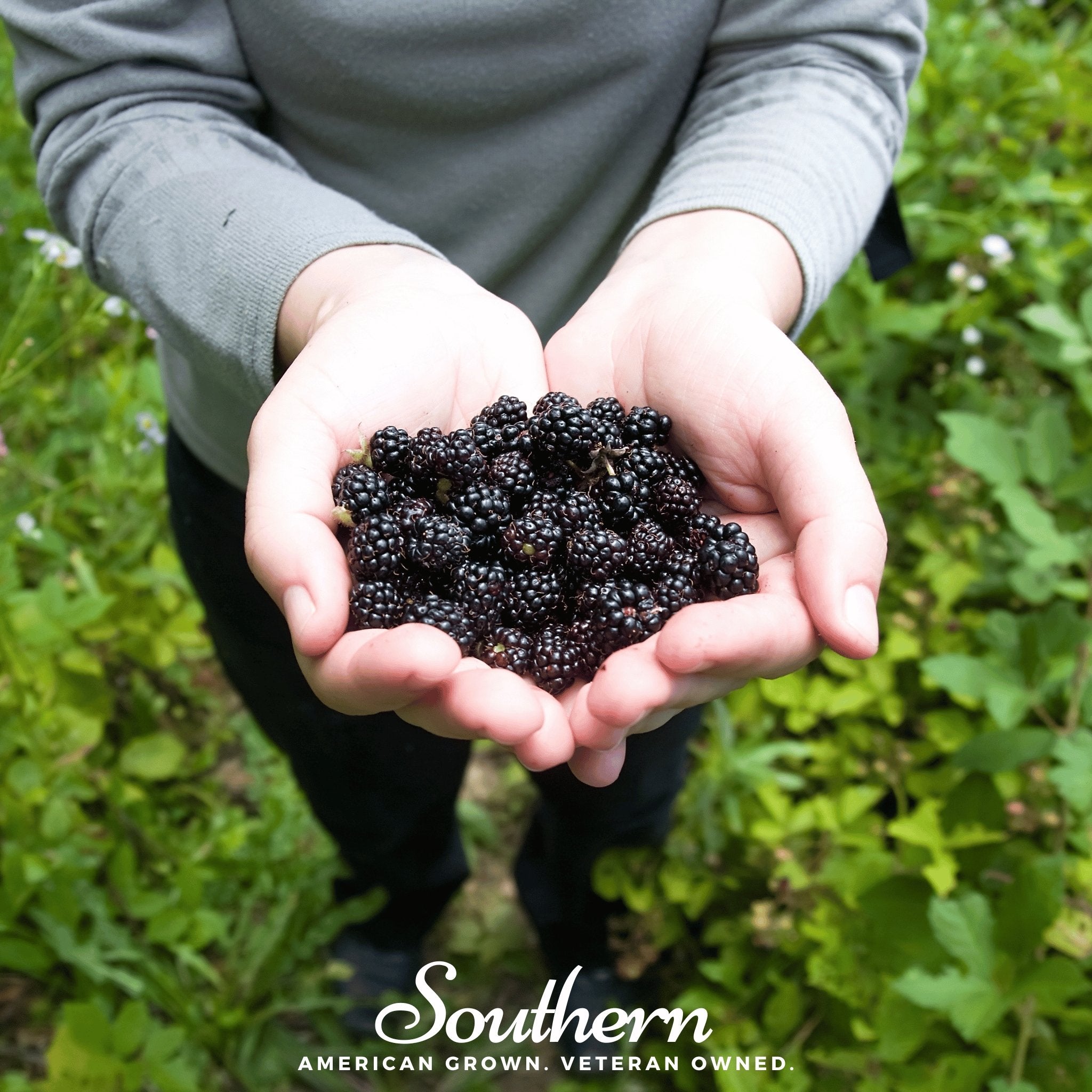 Raspberry, Black (Rubus occidentalis) - 30 Seeds - Southern Seed Exchange