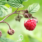 Raspberry, Red European (Rubus idaeus) - 30 Seeds - Southern Seed Exchange