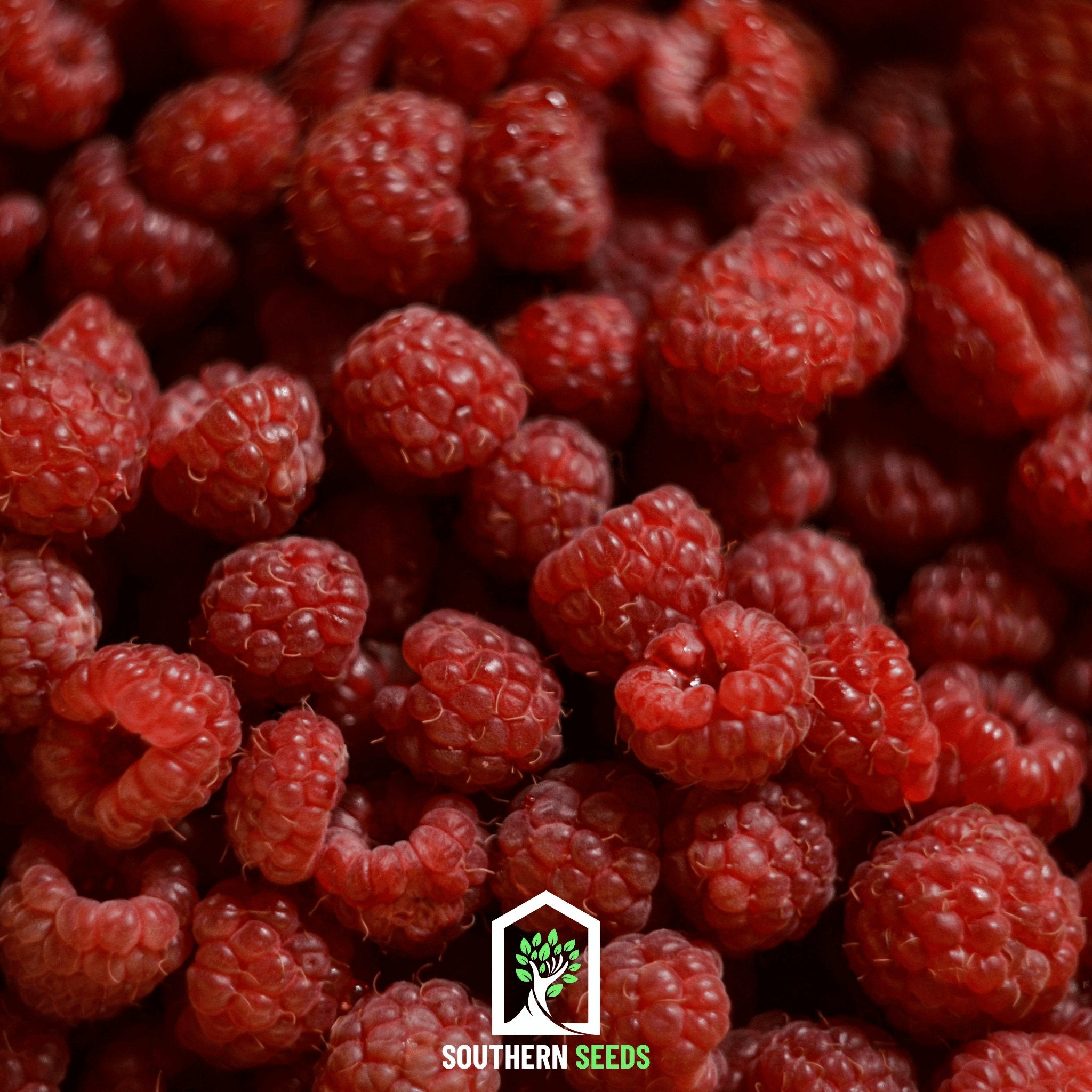 Raspberry, Red European (Rubus idaeus) - 30 Seeds - Southern Seed Exchange