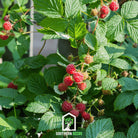 Raspberry, Red European (Rubus idaeus) - 30 Seeds - Southern Seed Exchange