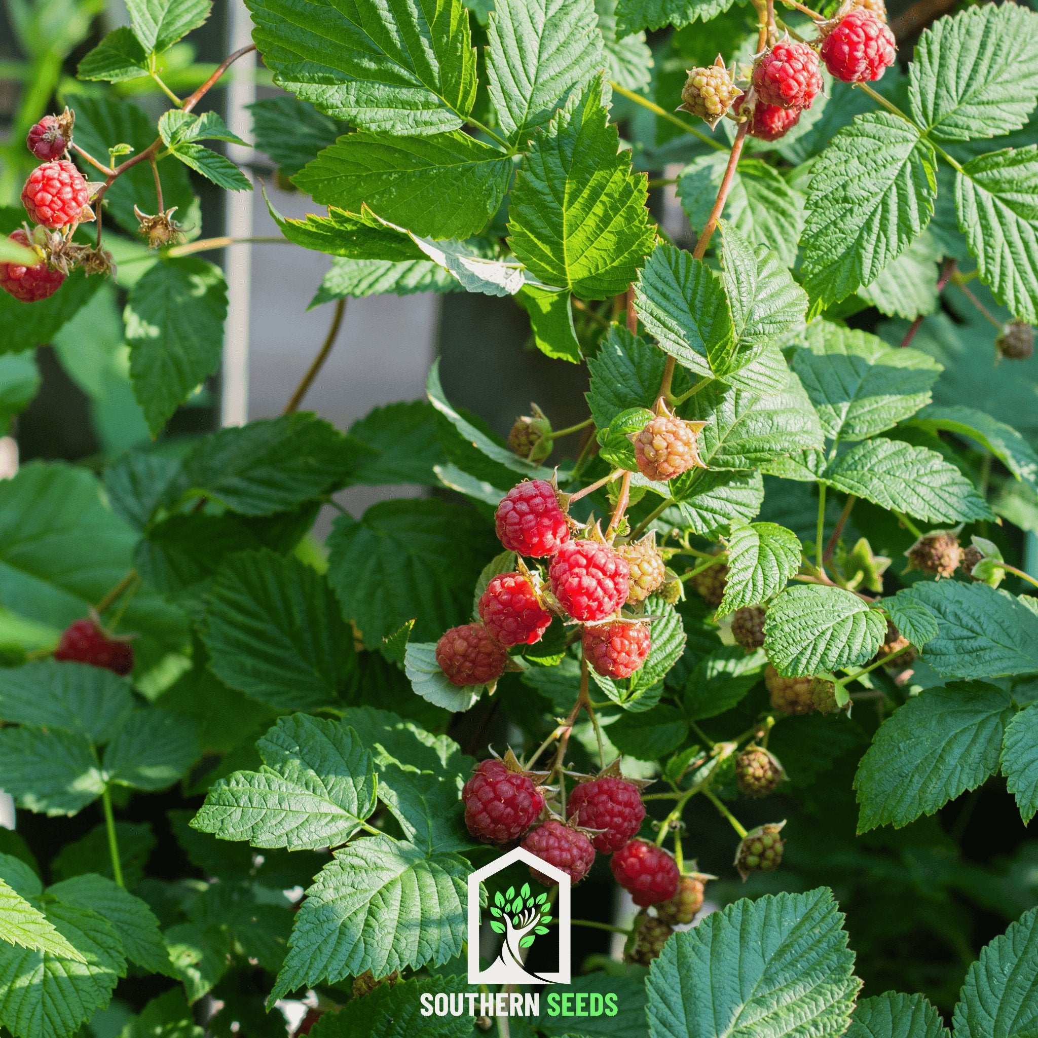 Raspberry, Red European (Rubus idaeus) - 30 Seeds - Southern Seed Exchange