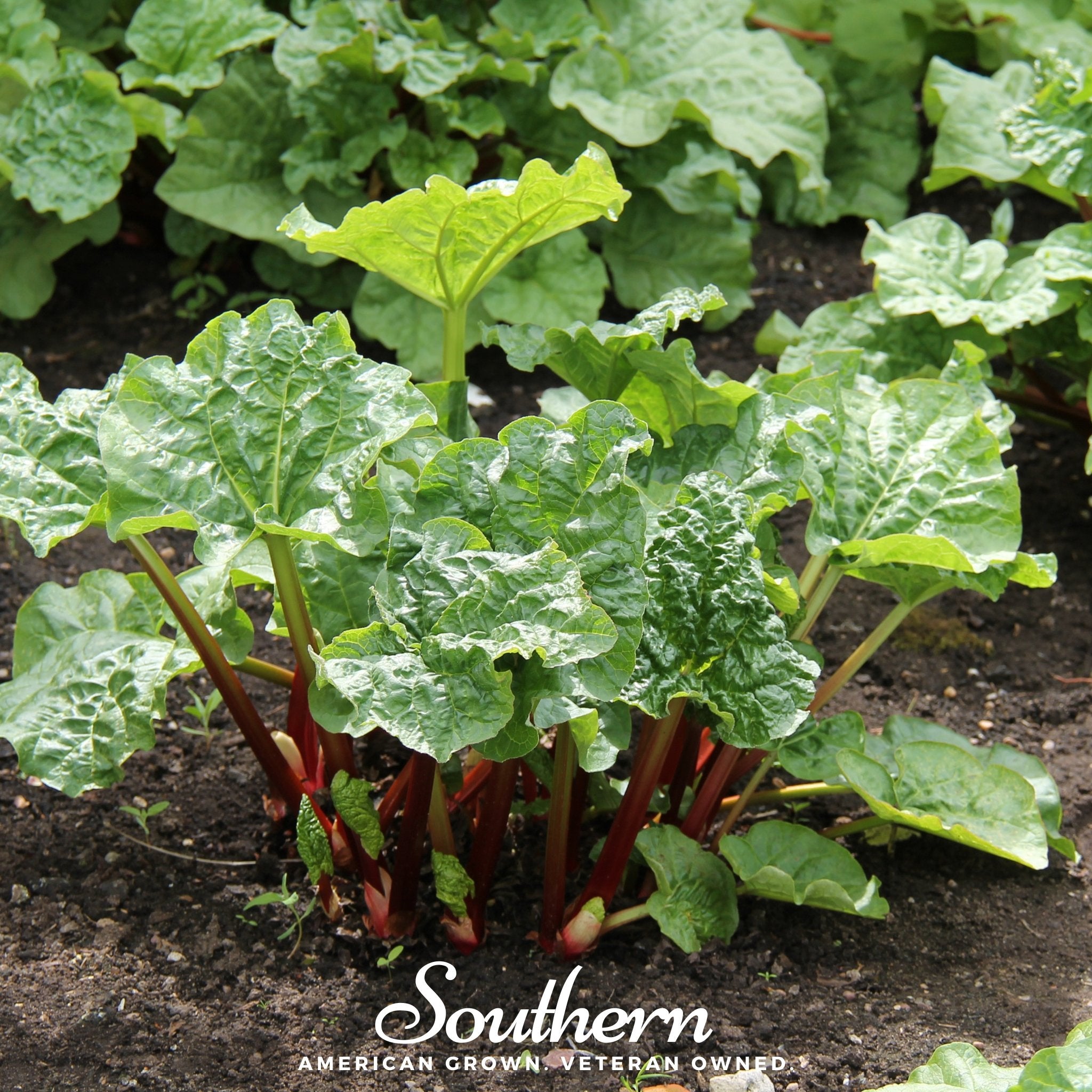 Rhubarb, Glaskins Perpetual (Rheum rhabarbarum) - 50 Seeds - Southern Seed Exchange